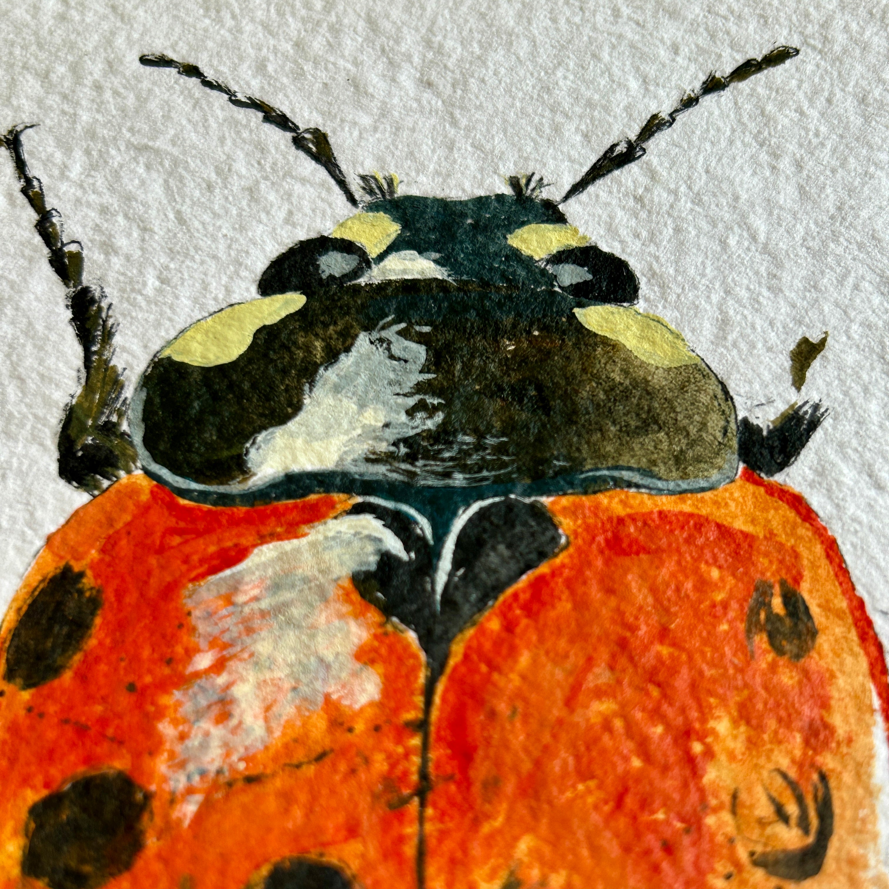 Illustration of a ladybug on a textured white background